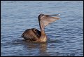 _2SB6204 borwn pelican
